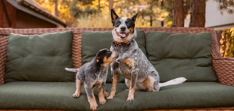 puppy playing with an adult dog