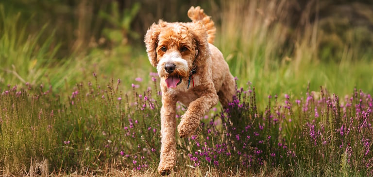 labradoodle running through heather