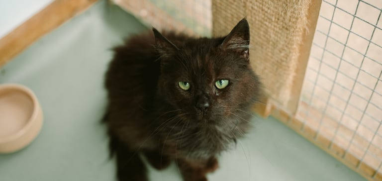 A long-haired black cat looking up.