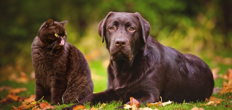 A black cat sitting next to a brown labrador on grass.