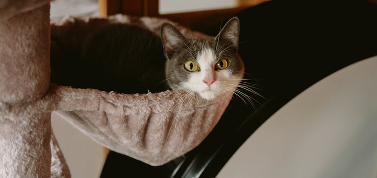 Close up of a kitten called Lyra.