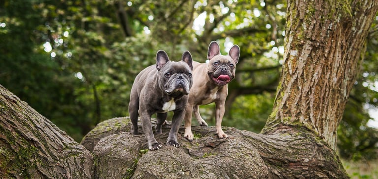 two french bulldogs standing on a rock