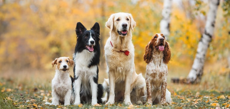 4 different dog breeds standing in a row
