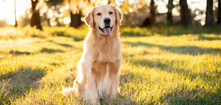 golden-retriever