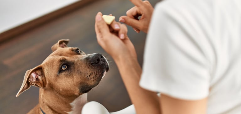 owner signalling 'no' to dog looking at white chocolate