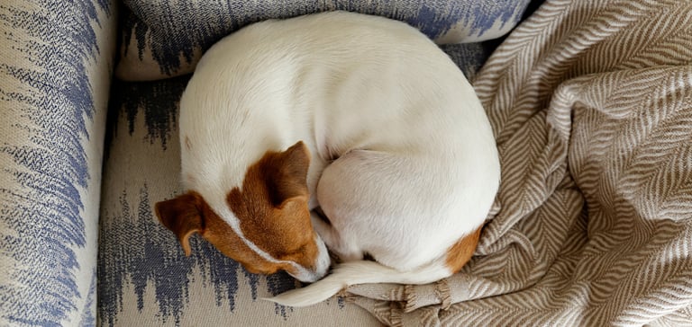 A Jack Russell curled up in a donut position on a couch.