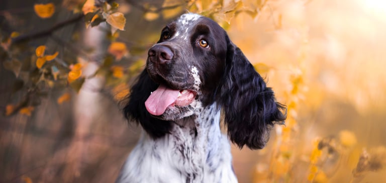 A black and white liver spotted springer spaniel amongst orange coloured blurred leaves.