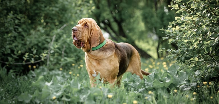 A bloodhound standing in green bushes.