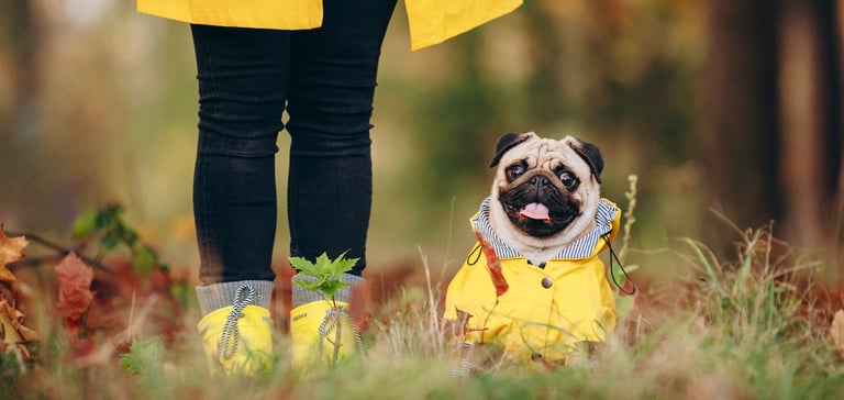 pug in yellow rain coat in a forest with owner