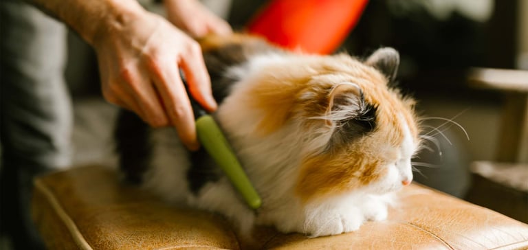 A man combing a cat with a flea comb