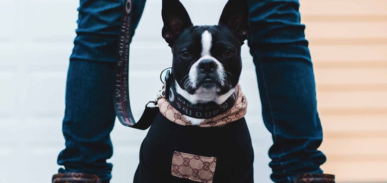 Boston Terrier sitting down