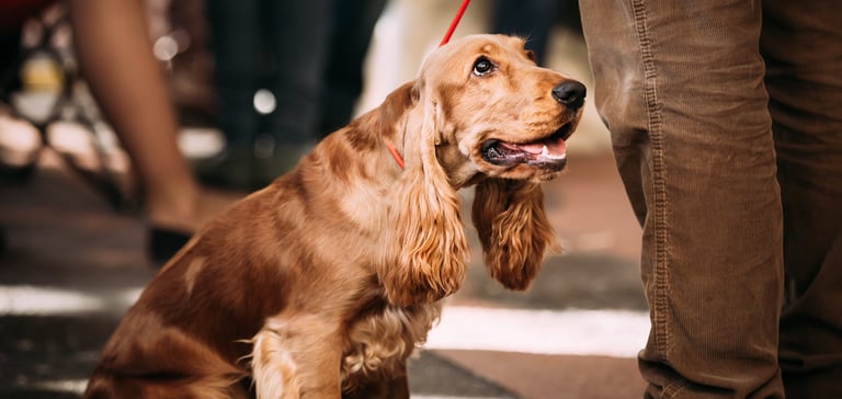 Golden Cocker Spaniel on a red lead