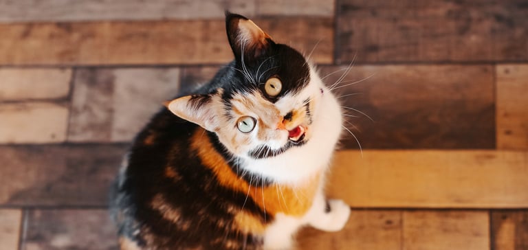 A tortoiseshell cat looking up.