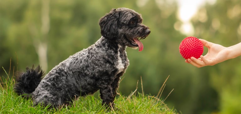A black dog looking at a red ball.