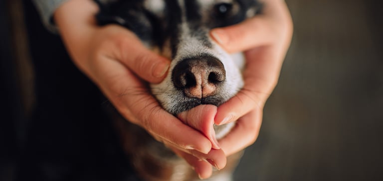 A dog sticking his tongue out and a human holds his head.