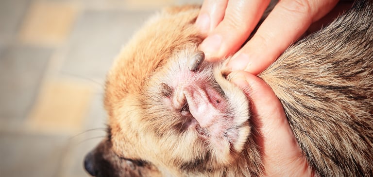 close up image of ticks on a brown dogs ear