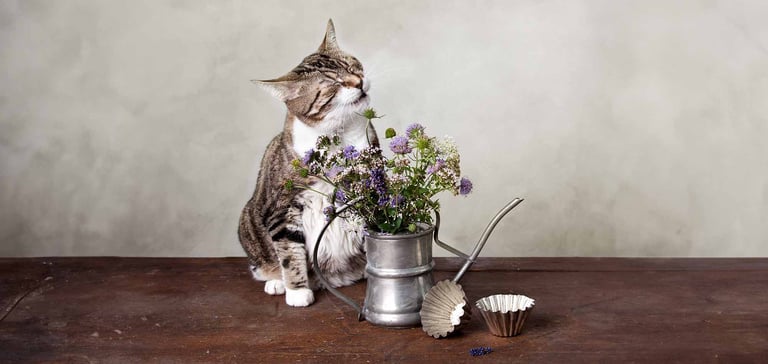 Cat about to sneeze, sat next to flower pot