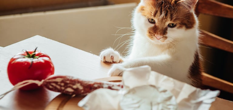 a cat sitting at a table surrounded by a tomato, salami and cheese