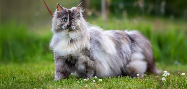A very large fluffy cat standing on grass.