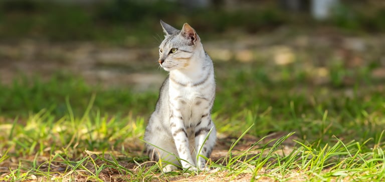 Egyptian Mau cat sitting on grass in the sun