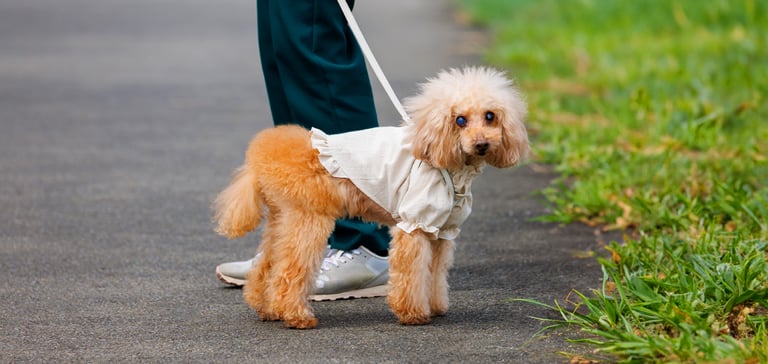 Little poodle on a lead wearing a coat with cataracts