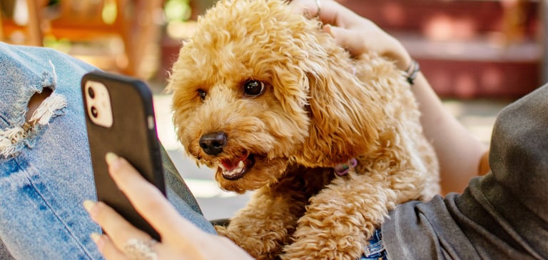 A maltipoo barking at a smartphone.
