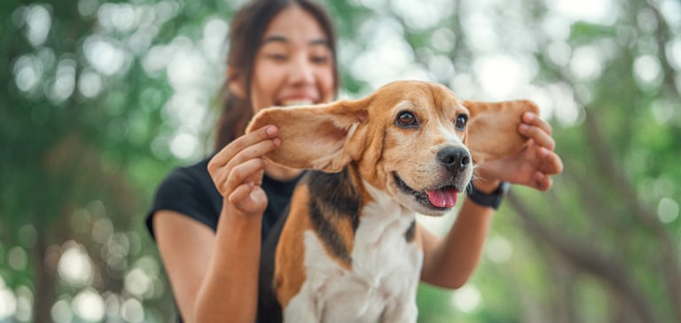 A smiling woman holding her beagle's ears.