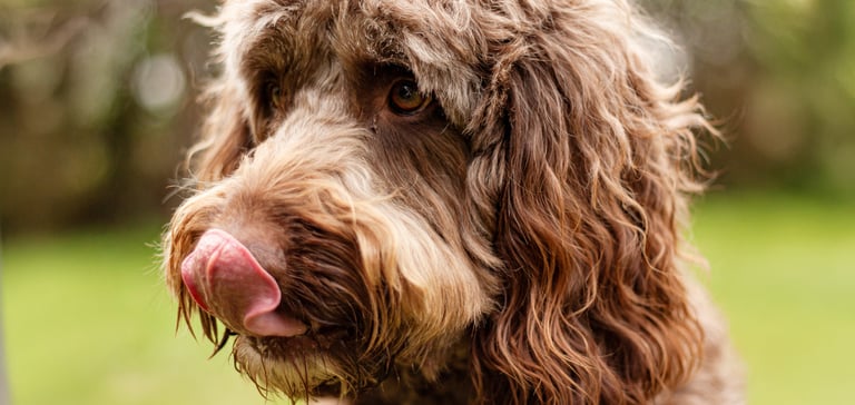 A close up of a brown Labradoodle