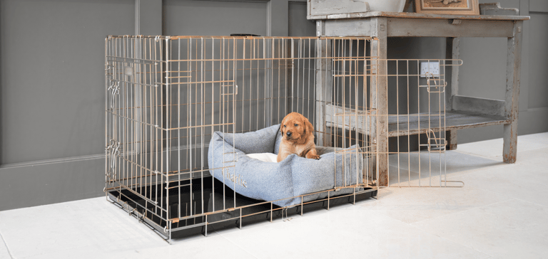 A small dog inside a crate on a soft bed