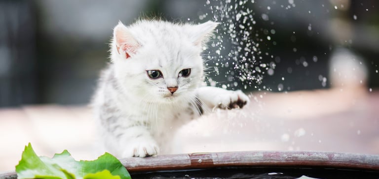 A kitten looking at water droplets.