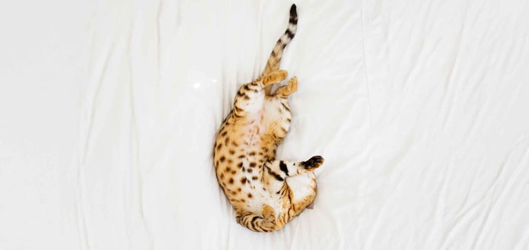 Bengal cat laying on back