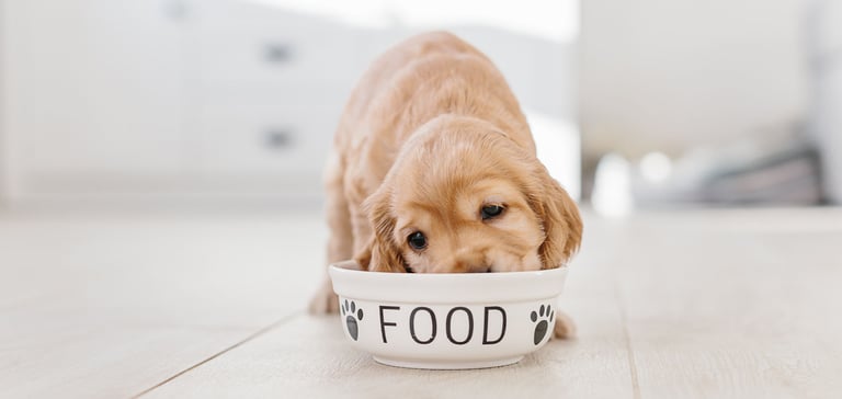 Golden Cocker Spaniel puppy eating from a bowl labelled 'food'