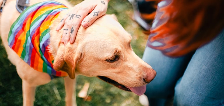 A woman's hand on a dog's head.
