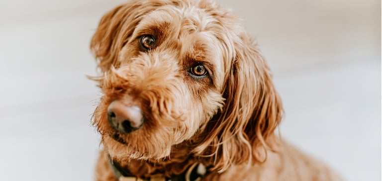 Close up of Goldendoodle