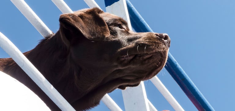 A chocolate labrador sticking his head out.
