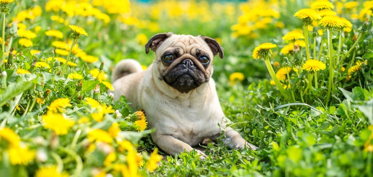 a pug laying down in dandelions