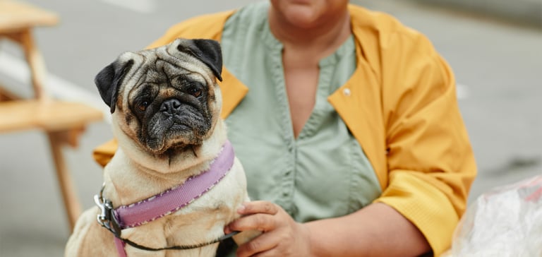 A pug sitting with a woman in a yellow jacket outdoors.