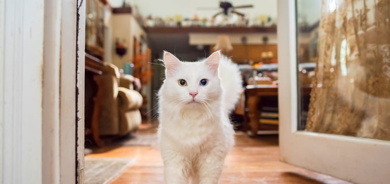 A fluffy white cat standing in a doorway.