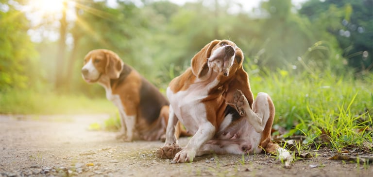 Two beagles sitting outdoors.