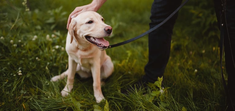 A cream-coloured Labrador being patted on the head and sitting in grass.