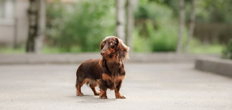 A brown dachshund giving a mean side eye outdoors.