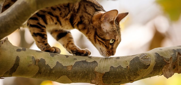 bengal walking on a tree branch