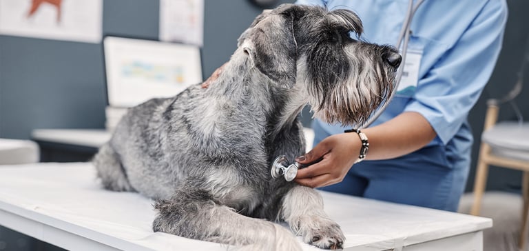 Grey Schnauzer dog getting heart checked at the vets