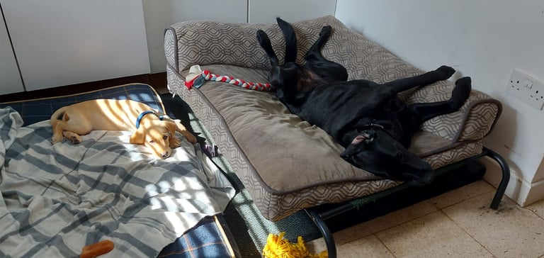 albie the labrador laying with another dog