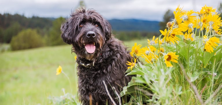 black labradoodle sitting in front of flowers
