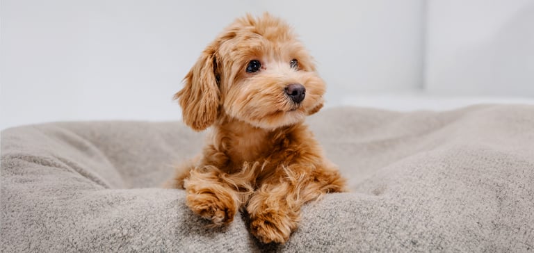 maltipoo sitting on beanbag