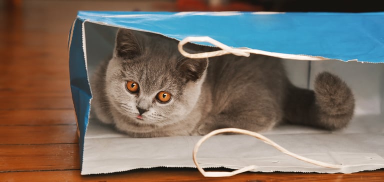 Grey British Shorthair sitting in paper bag