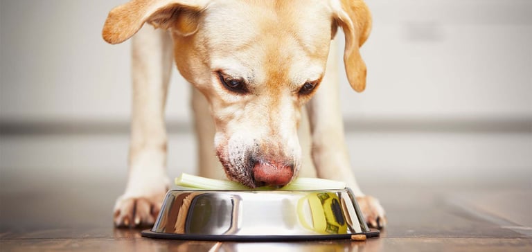 labrador eating celery out of his metal bowl