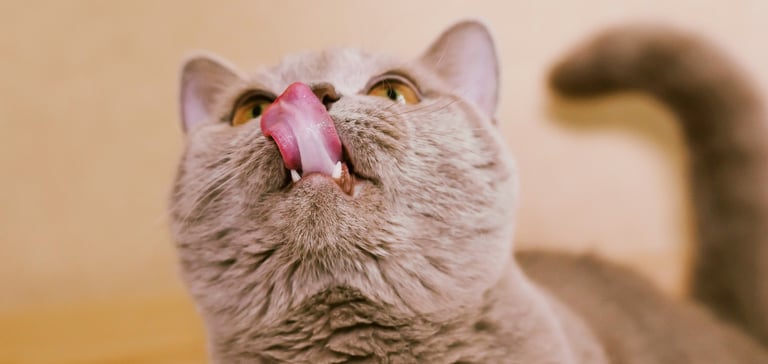 A cat sticking her tongue out.
