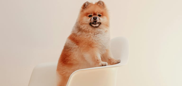Pomeranian sitting on white chair
